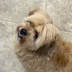 Meet your Posher, Steici